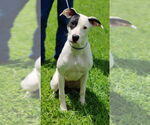 Small #3 Great Dane-Pointer Mix
