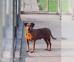 Small #2 Coonhound-Plott Hound Mix