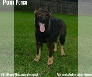 German Shepherd Dog-Siberian Husky Mix Puppy for sale in MULBERRY, FL, USA