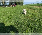 Small Photo #22 English Cream Golden Retriever Puppy For Sale in WOOSTER, OH, USA