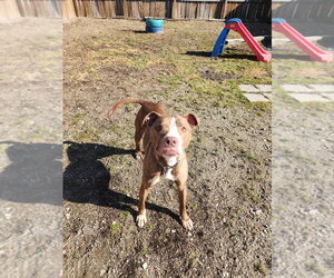 Gingy - Male Mutt Dog for Adoption - Photo #8