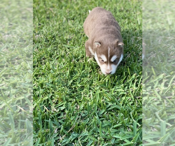 Medium Photo #4 Siberian Husky Puppy For Sale in LINDALE, TX, USA