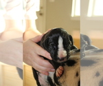 Small Photo #6 Great Dane Puppy For Sale in LEANDER, TX, USA