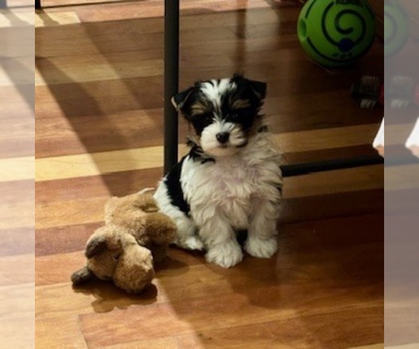 Medium Photo #1 Yorkshire Terrier Puppy For Sale in CROSBY, TX, USA