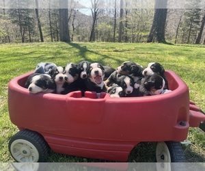 Bernese Mountain Dog-Greater Swiss Mountain Dog Mix Puppy for sale in SILEX, MO, USA