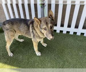 German Shepherd Dog Dogs for adoption in Modesto, CA, USA