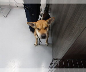 Chinese Shar-Pei Dogs for adoption in Ocala, FL, USA