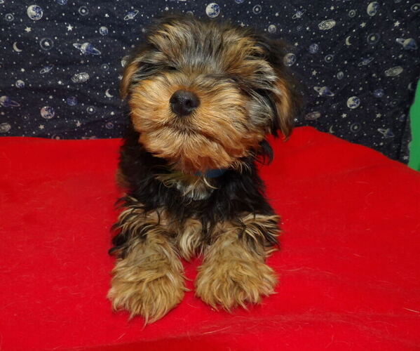 Medium Photo #2 Yorkshire Terrier Puppy For Sale in PATERSON, NJ, USA