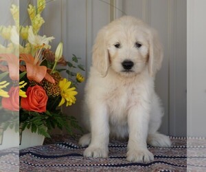 English Cream Golden Retriever-Poodle (Standard) Mix Puppy for sale in FREDERICKSBG, OH, USA