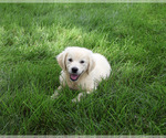 Small #4 Golden Retriever