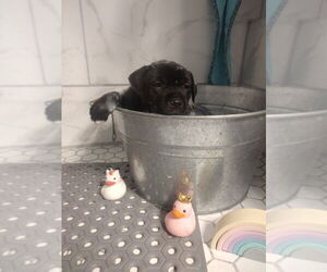 Labrador Retriever-Unknown Mix Dogs for adoption in oakland, FL, USA