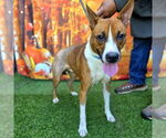 Small #1 Basenji Mix