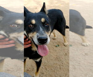 Hunter - Male Australian Kelpie Dog for Adoption - Photo #20