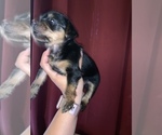 Small Photo #2 Yorkshire Terrier Puppy For Sale in MANHATTAN, NY, USA