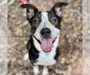 Mutt Dogs for adoption in Canton, CT, USA