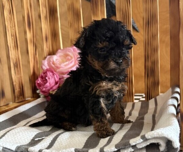 Medium Photo #2 Poodle (Miniature) Puppy For Sale in CURTISS, WI, USA