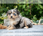 Small #2 Miniature Australian Shepherd