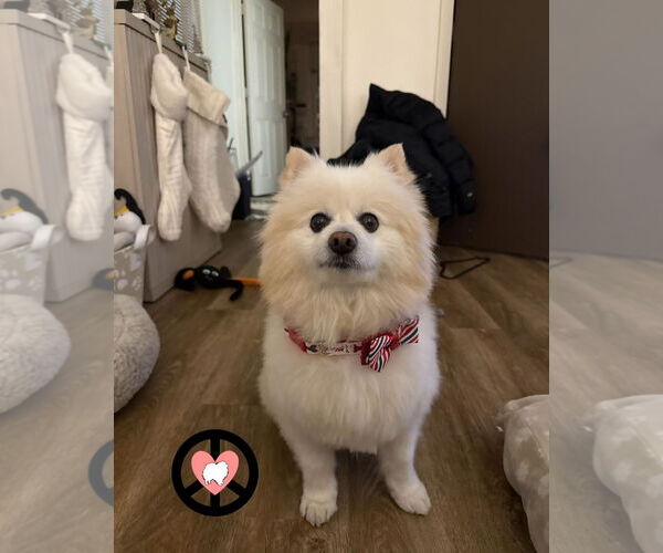 Medium Photo #2 Pomeranian Puppy For Sale in Lebanon, PA, USA