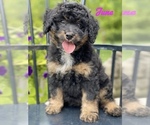 Small Photo #5 Miniature Bernedoodle Puppy For Sale in BOWLING GREEN, OH, USA