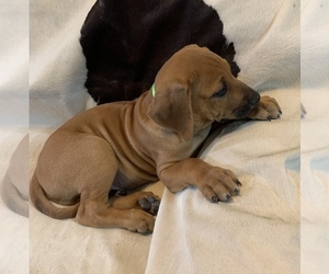 Rhodesian Ridgeback Puppy for sale in MIDLAND, TX, USA