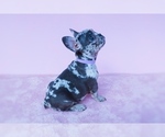 Small Photo #8 French Bulldog Puppy For Sale in SUWANEE, GA, USA