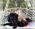 Small Photo #1 Bichpoo-ShihPoo Mix Puppy For Sale in LIBERTY, MO, USA