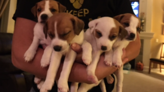 Jack Russell Terrier Puppy for sale in HOLT, MO, USA