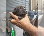 Small #2 Labrador Retriever