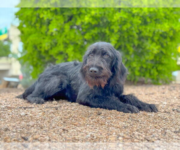 Medium Photo #3 German Wirehaired Pointer-Unknown Mix Puppy For Sale in PIPE CREEK, TX, USA