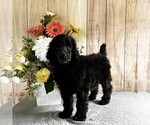 Puppy Maria Poodle (Standard)