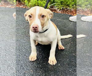 Labrador Retriever-Unknown Mix Dogs for adoption in Sterling, MA, USA