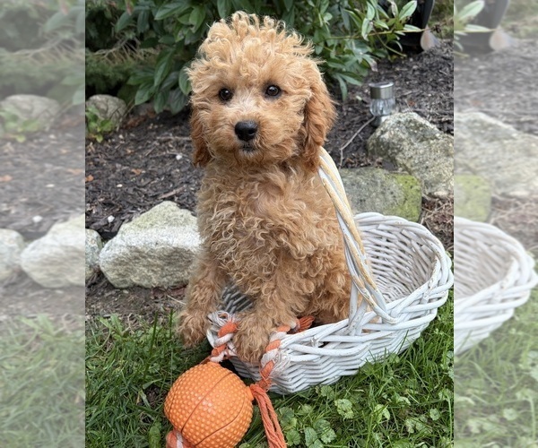 Medium Photo #5 Cockapoo (Miniature) Puppy For Sale in MIDDLEBURY, IN, USA