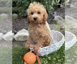 Jane - Female Cockapoo (Miniature) Puppy for Sale - Photo #5