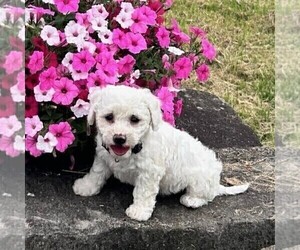 Bichon Frise Puppy for sale in GREENVILLE, PA, USA