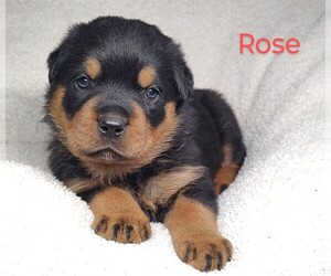 Rottweiler Puppy for Sale in TABLE GROVE, Illinois USA