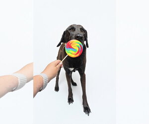 Levi - Male Chocolate Labrador retriever-Labrador Retriever Mix Dog for Adoption - Photo #7