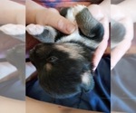 Small Photo #32 Australian Shepherd-Pembroke Welsh Corgi Mix Puppy For Sale in GALLEGOS, NM, USA