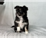 Small Photo #6 Chihuahua Puppy For Sale in BEAUMONT, TX, USA