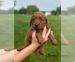 Small #2 Goldendoodle (Miniature)