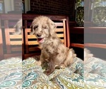 Lilly - Female Labradoodle Puppy for Sale - Photo #6