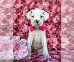 Boxer Puppy for sale in KIRKWOOD, PA, USA