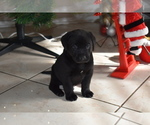 Small Labrador Retriever