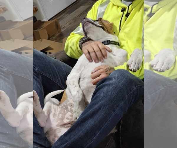 Medium Photo #10 Bullypit Puppy For Sale in Binghamton, NY, USA