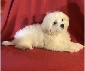 Poochon Puppy for sale in HILLSBORO, WI, USA