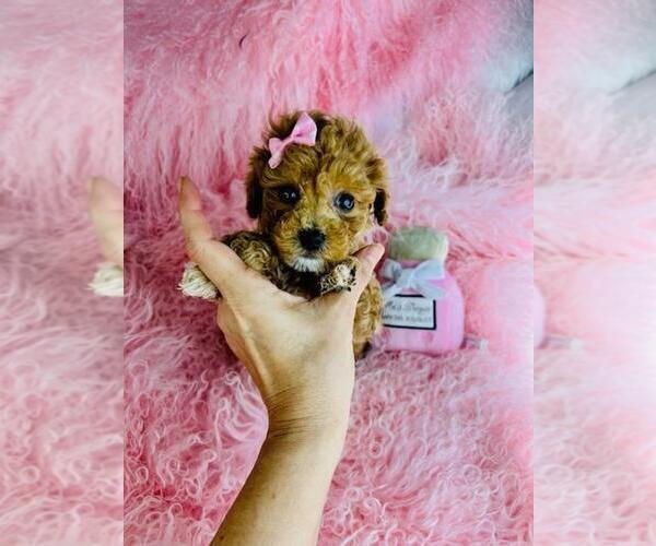 Medium Photo #5 Poodle (Toy) Puppy For Sale in TAMPA, FL, USA