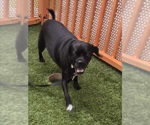 Chug Dogs for adoption in Las Vegas, NV, USA