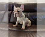 Small Photo #4 French Bulldog Puppy For Sale in DURANT, OK, USA