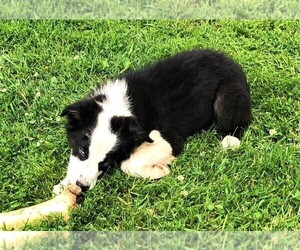 Australian Shepherd Puppy for sale in STRATFORD, WI, USA
