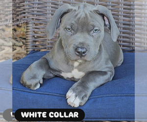 American Bully Puppy for sale in BOCA RATON, FL, USA