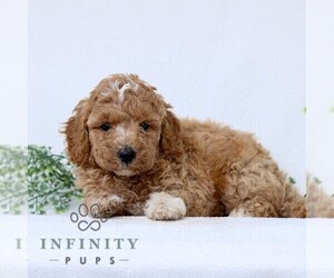 Goldendoodle (Miniature) Puppy for sale in LANCASTER, PA, USA